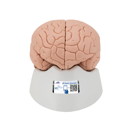 Human Brain Model, 2 part