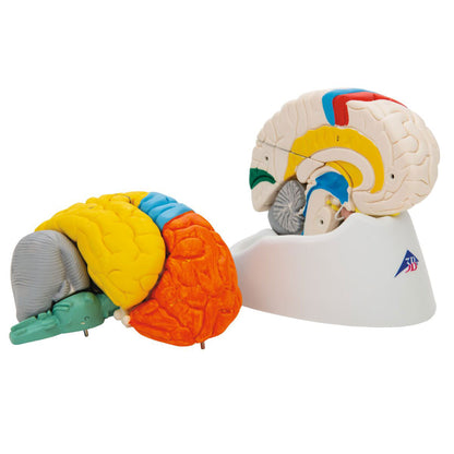 Human Neuro-Anatomical Brain Model 8 part - 3B Smart Anatomy