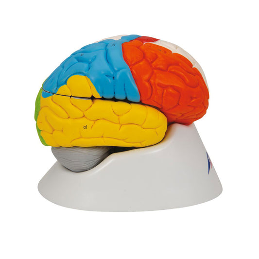 Human Neuro-Anatomical Brain Model 8 part - 3B Smart Anatomy