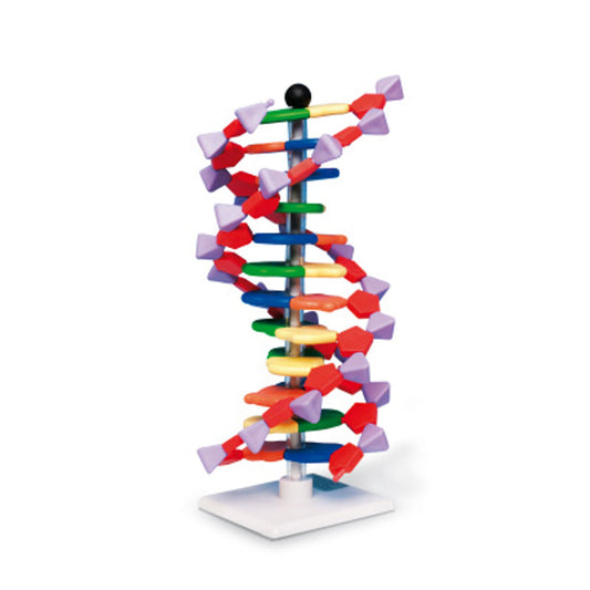 DNA Double Helix Model, 12 Segments, miniDNA® Kit