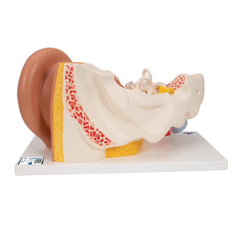 Human Ear Model, 3 Times Life-Size, 4 Part