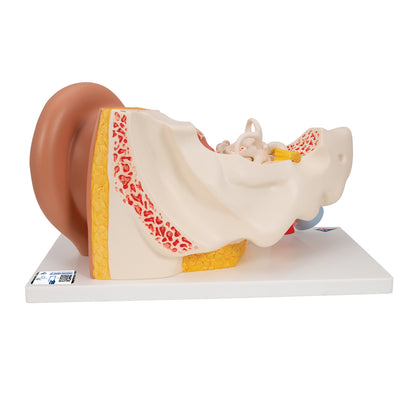 Human Ear Model, 3 Times Life-Size, 4 Part