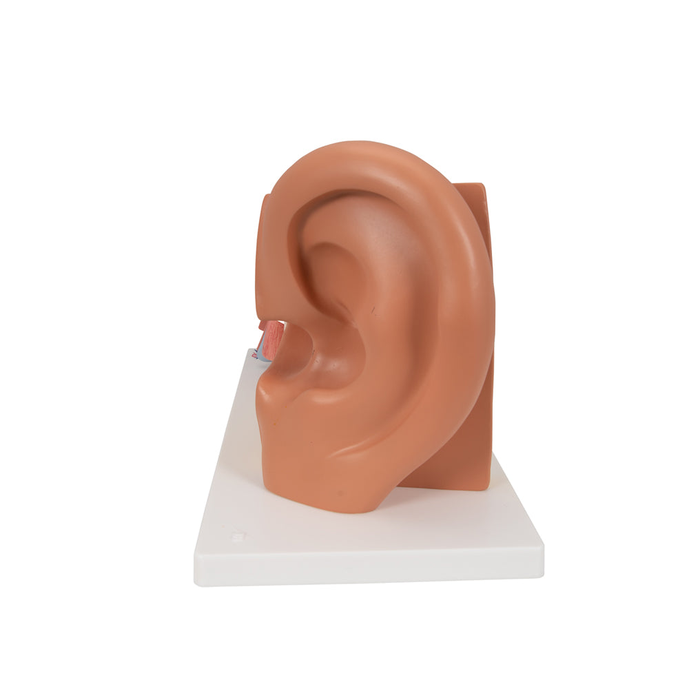 Human Ear Model, 3 Times Life-Size, 4 Part