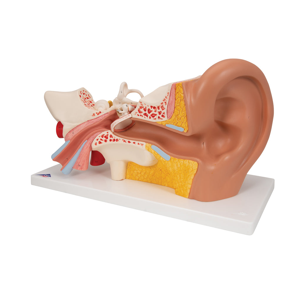 Human Ear Model, 3 Times Life-Size, 4 Part