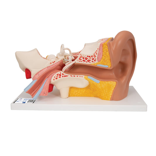 Human Ear Model, 3 Times Life-Size, 4 Part