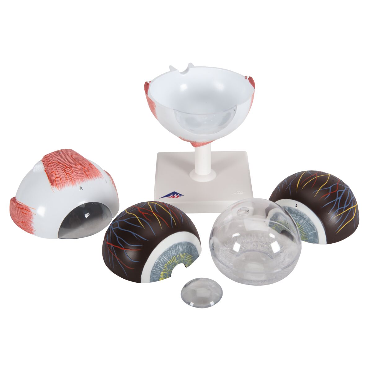 Human Eye Model 5 times Full-Size 6 part - 3B Smart Anatomy