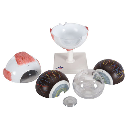 Human Eye Model 5 times Full-Size 6 part - 3B Smart Anatomy