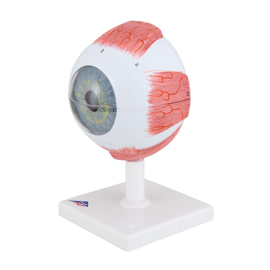 Human Eye Model 5 times Full-Size 6 part - 3B Smart Anatomy
