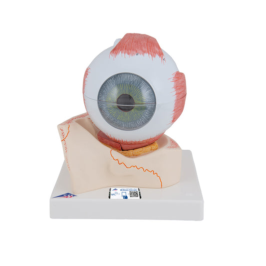 Human Eye Model, 5 Times Full-Size, 7 part
