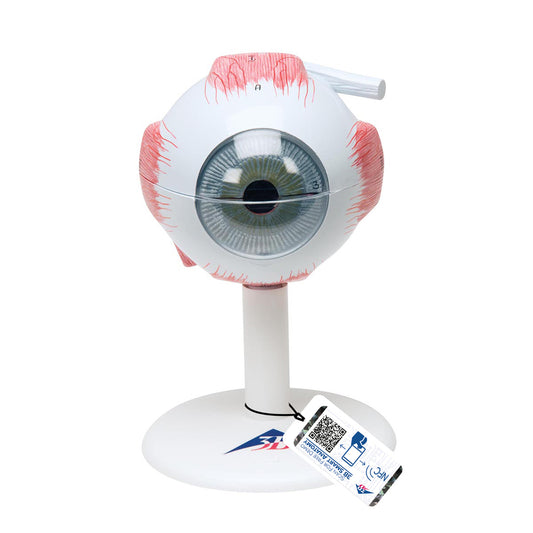 Human Eye Model, 3 Tmes Full-Size, 6 part