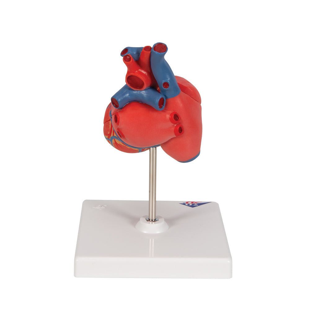 Classic Human Heart Model – 2 Part (3B Scientific®) | Delta Educational ...