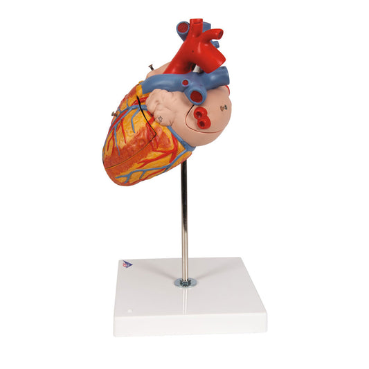 Human Heart Model 2x Life-Size 4 part - 3B Smart Anatomy