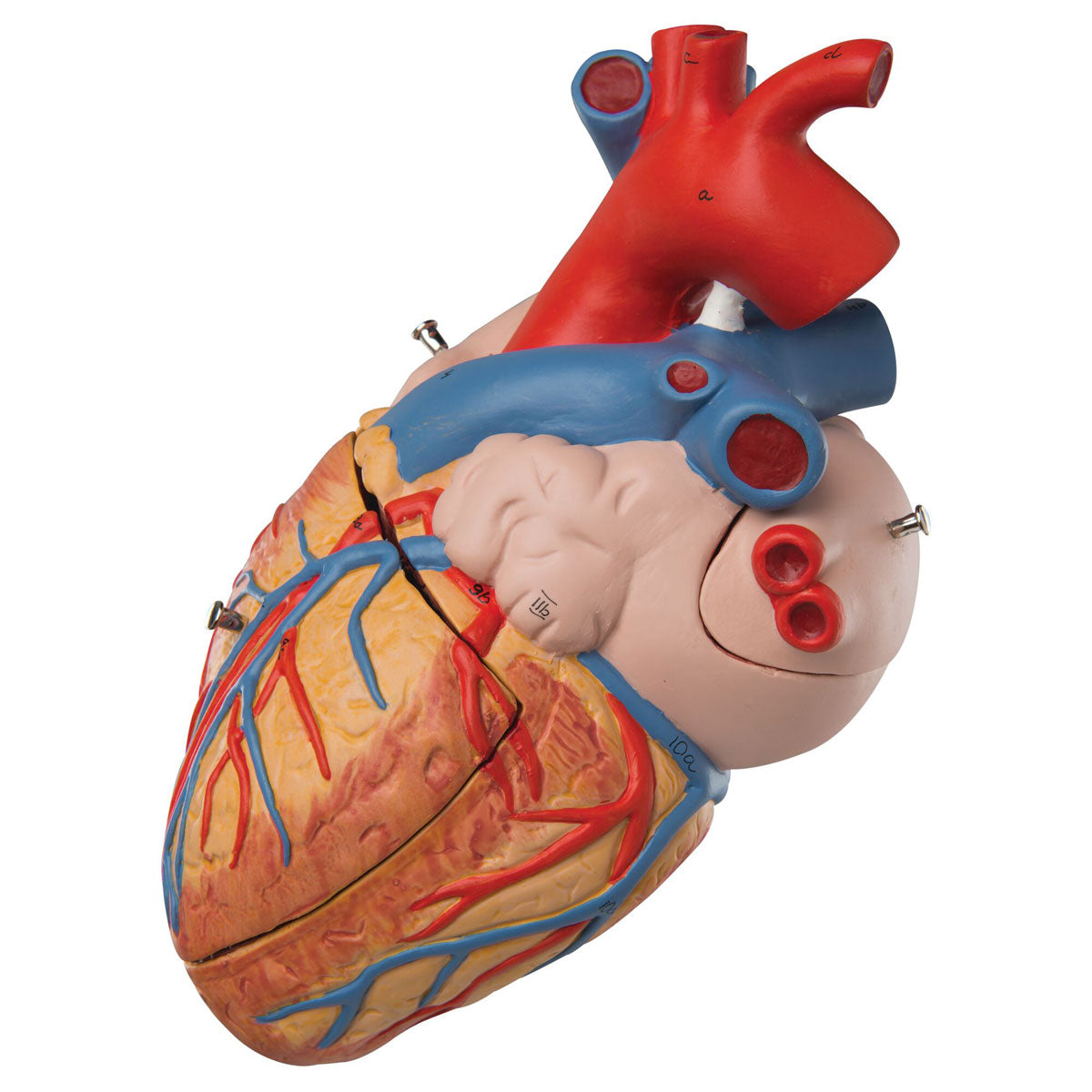 Human Heart Model 2x Life-Size 4 part - 3B Smart Anatomy