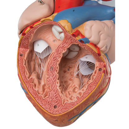 Human Heart Model 2x Life-Size 4 part - 3B Smart Anatomy