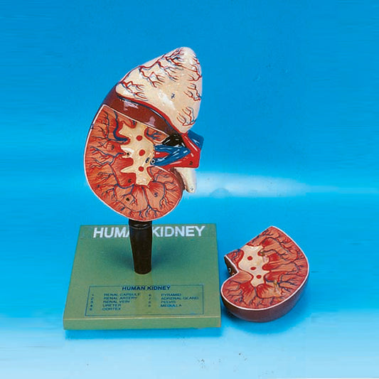 Model Kidney W/ Adrenal Gland 2-Part
