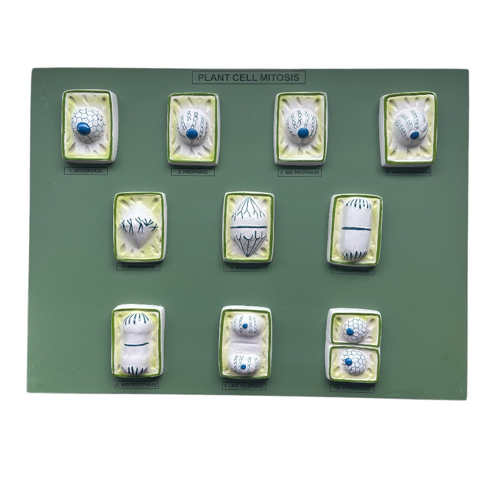 Plant Mitosis Model – 10 Stages