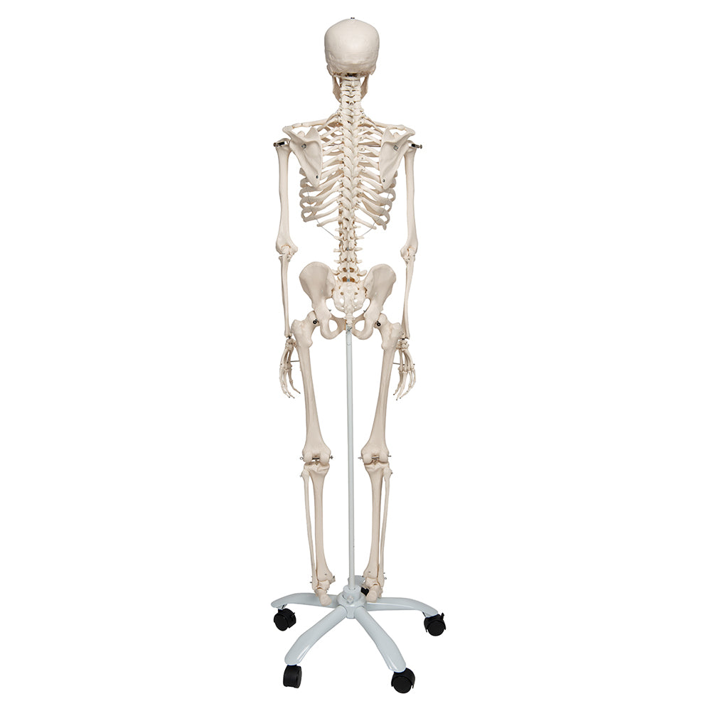 Human Skeleton Model Stan