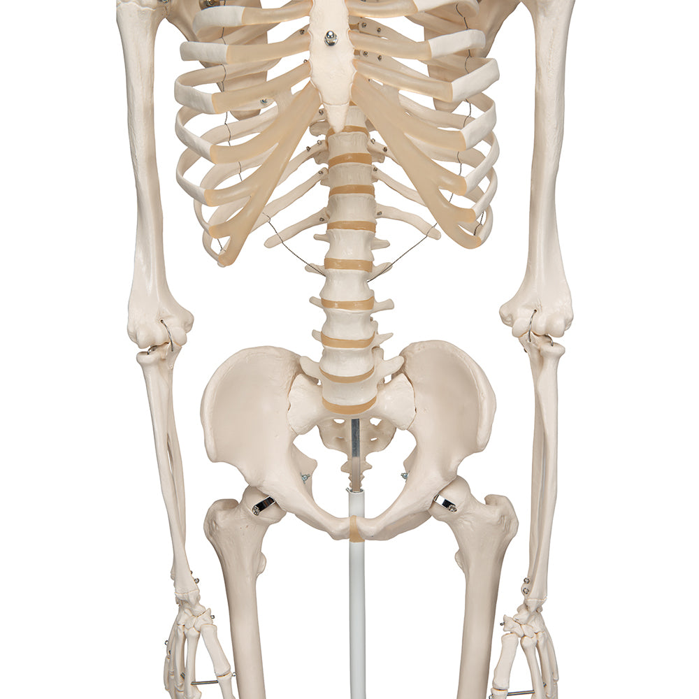 Human Skeleton Model Stan