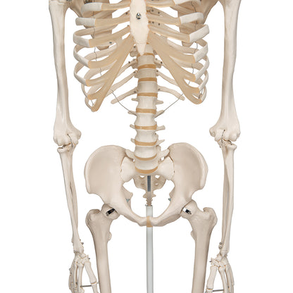 Human Skeleton Model Stan