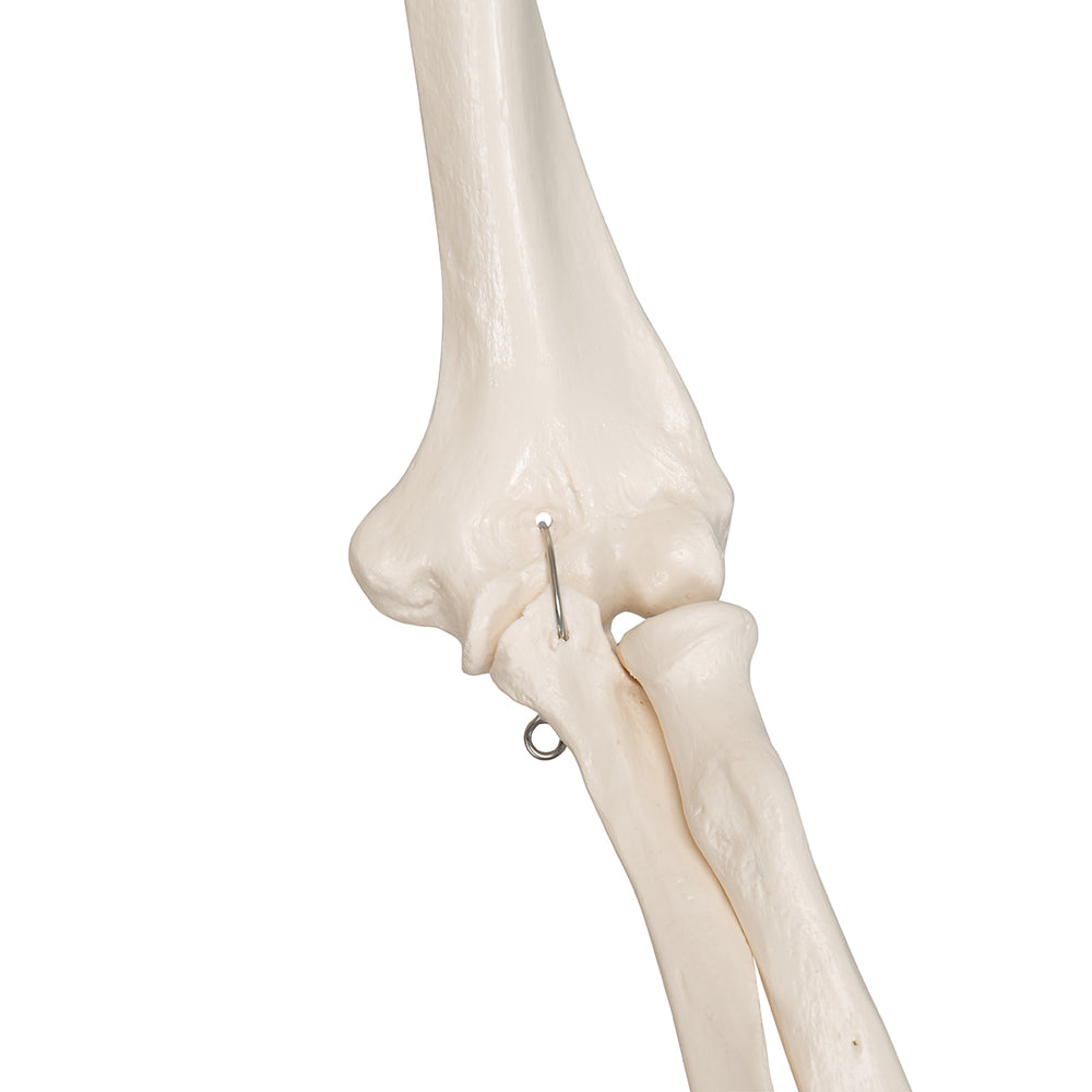 Human Skeleton Model Stan