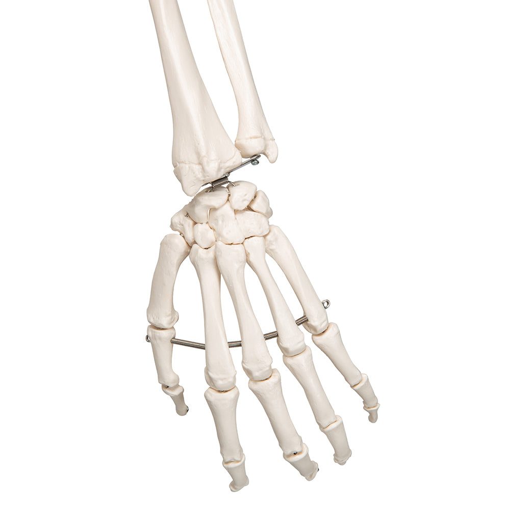 Human Skeleton Model Stan