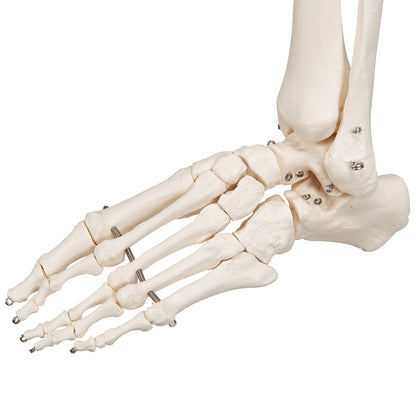 Human Skeleton Model Stan