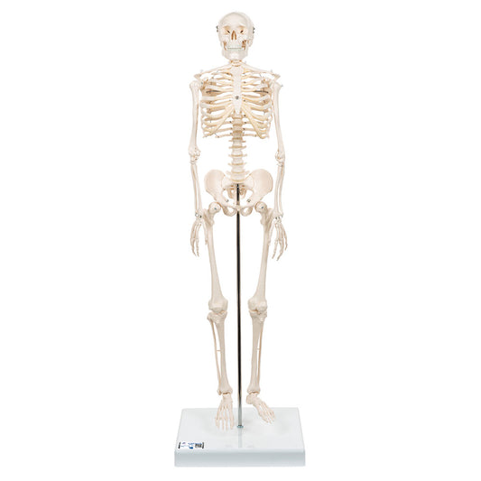 Human Skeleton Model Shorty, 88cm On Base