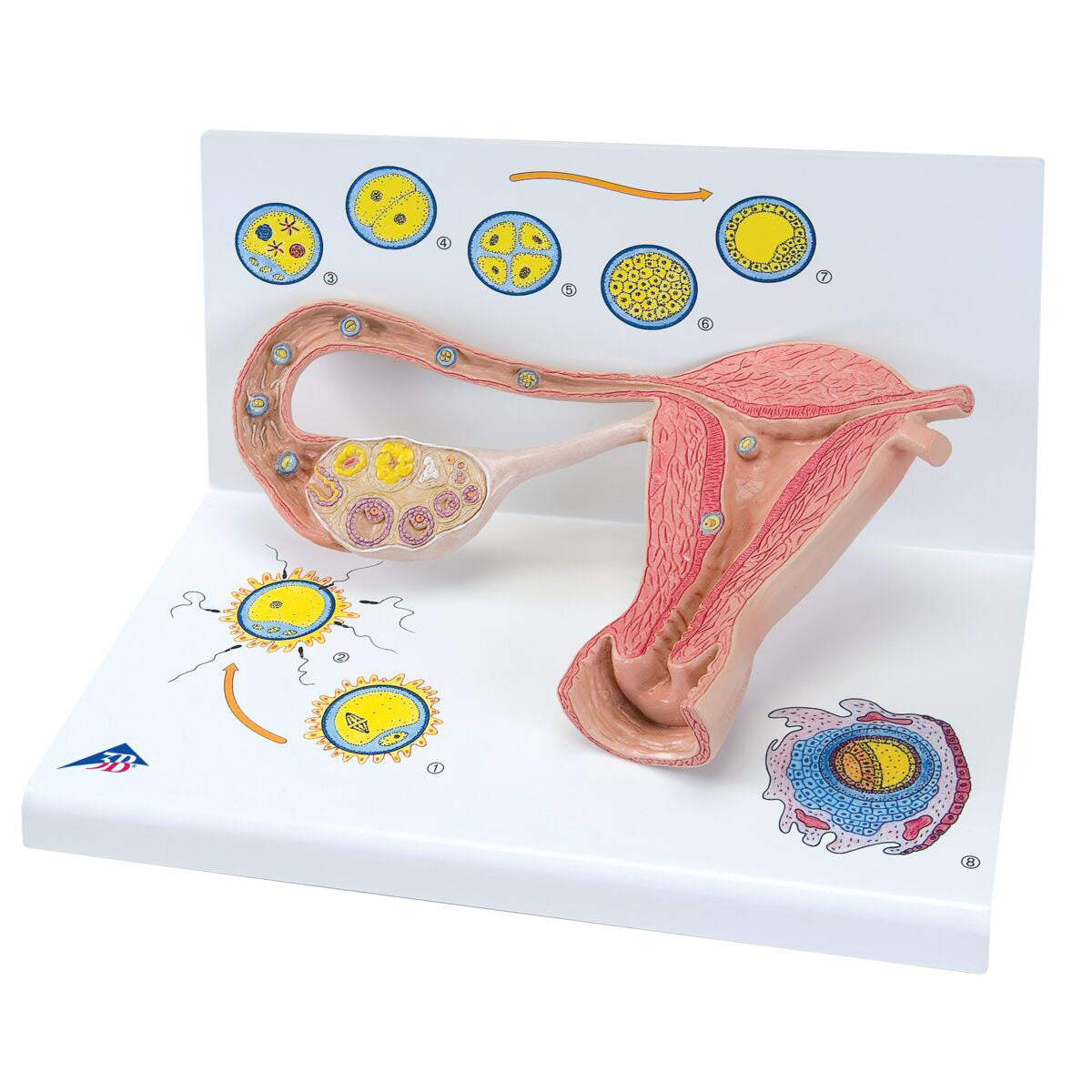 Ovaries & Fallopian Tubes Model with Stages of Fertilization 2-times magnified - 3B Smart Anatomy