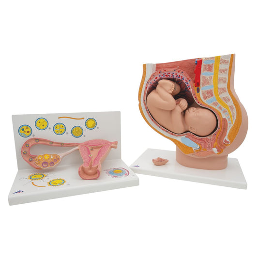 Pregnancy Anatomy Set