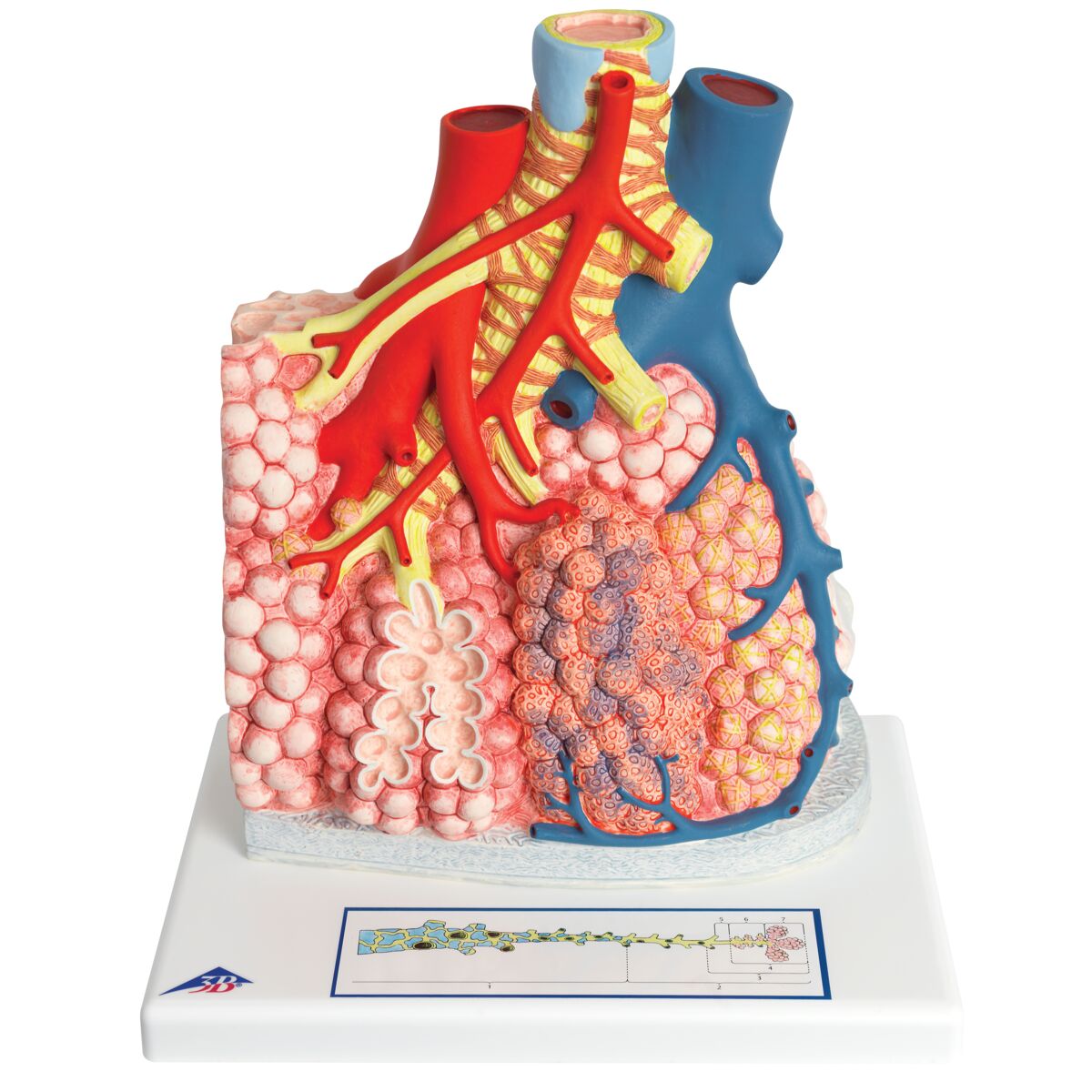Pulmonary Lobule with Surrounding Blood Vessels 130x Magnified - 3B Smart Anatomy
