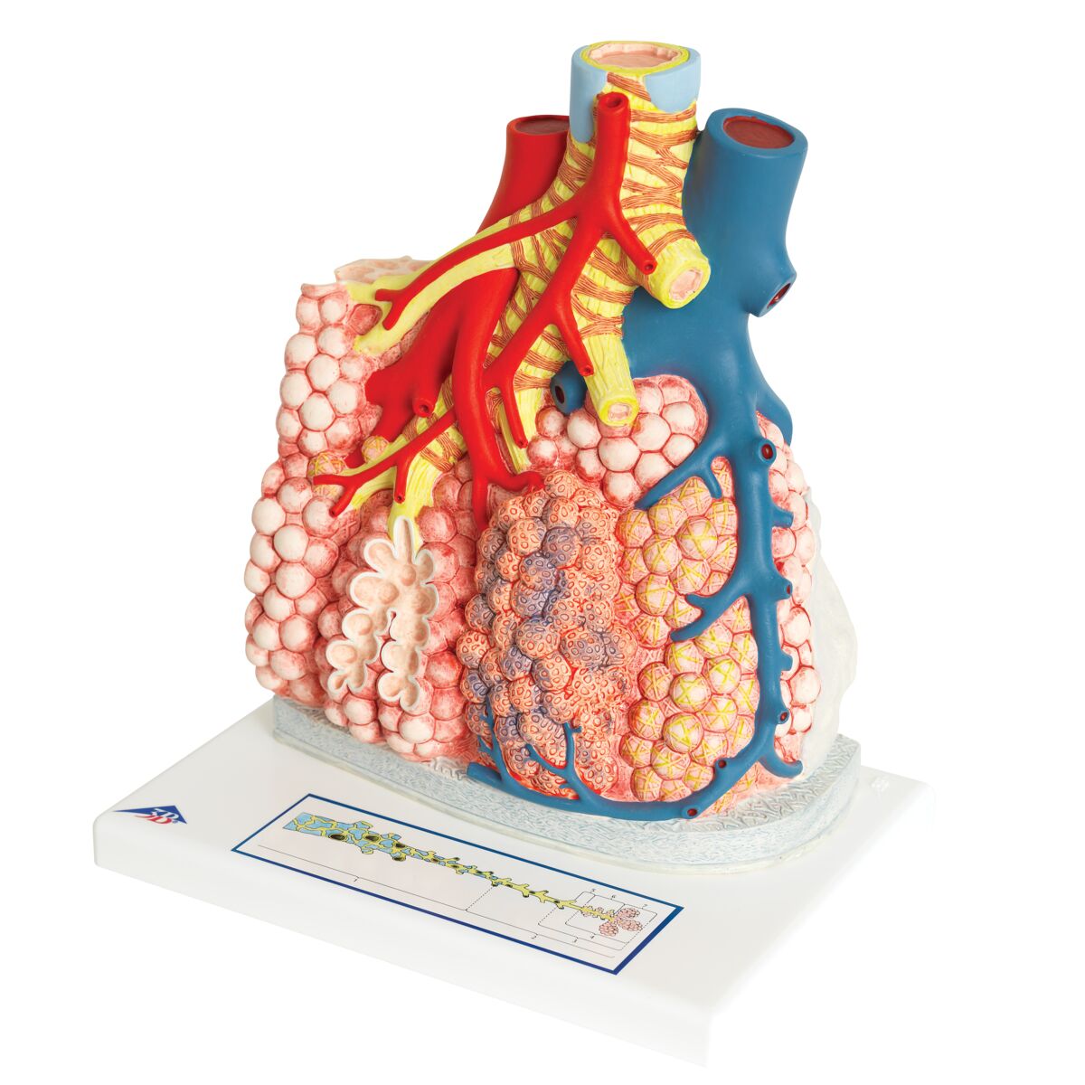 Pulmonary Lobule with Surrounding Blood Vessels 130x Magnified - 3B Smart Anatomy