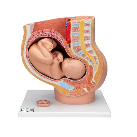 3B Scientific® Pregnancy Pelvis Model in Median Section with Removable Fetus (40 Weeks) – 3 Part