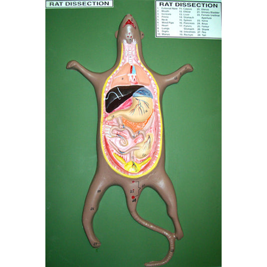 Model Rat Dissection
