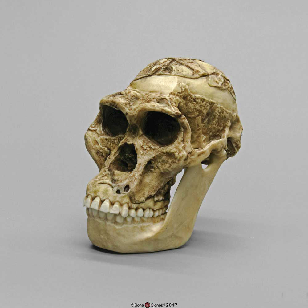 Australopithecus Africanus Skull