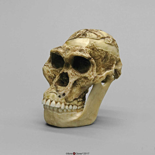 Australopithecus Africanus Skull