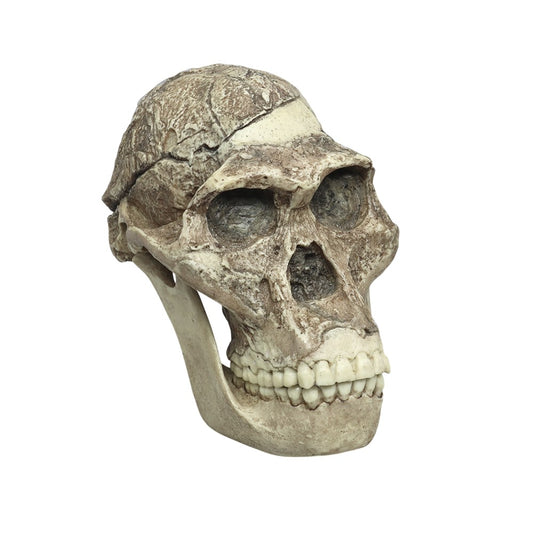 Australopithecus africanus Cranium Sts 5 “Mrs. Ples” with Reconstructed Jaw (Bone Clones®)