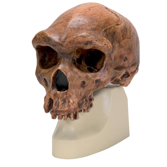 Skull Broken Hill / Kabwe H.Rhodesiensis