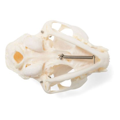 Cat Skull (Felis Catus)