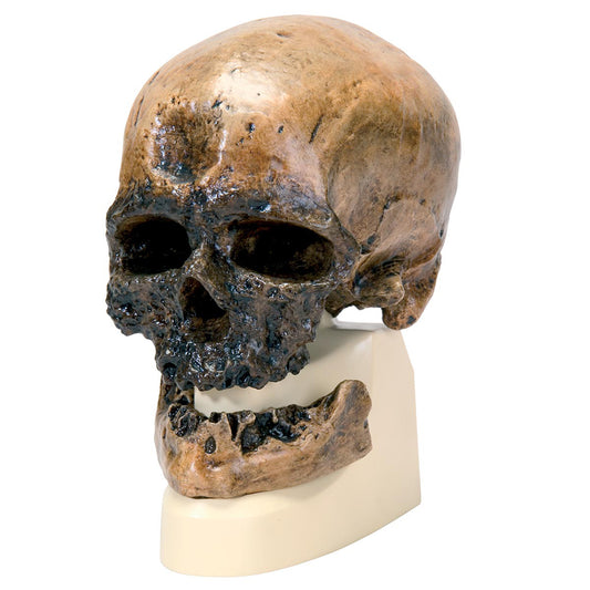 Homo Sapiens Skull (Crô-Magnon) Skull