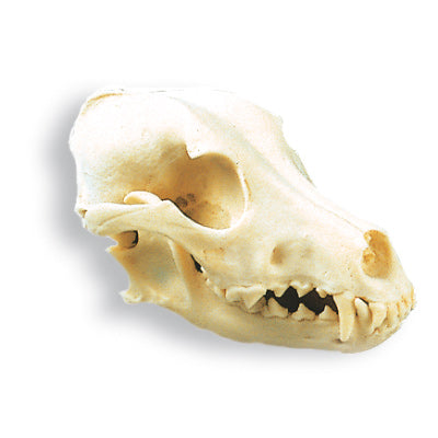 Dog Skull (Canis lupus Familiaris)