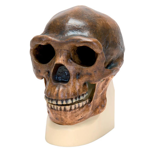 Sinanthropus Homo Erectus Pekinensis Skull (Weidenreich, 1940) Skull