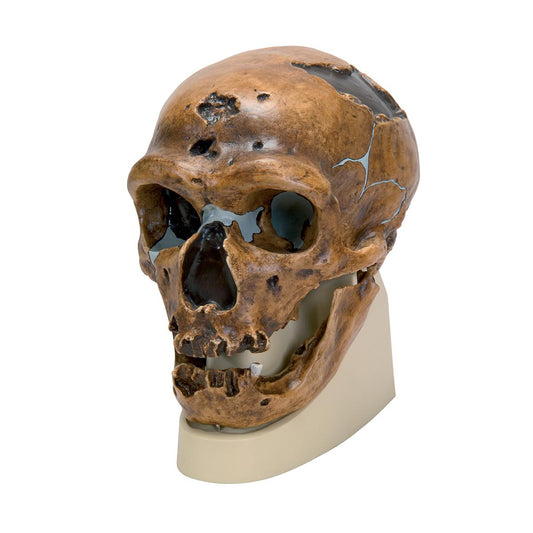 Homo (Sapiens) Neanderthalensis Skull
