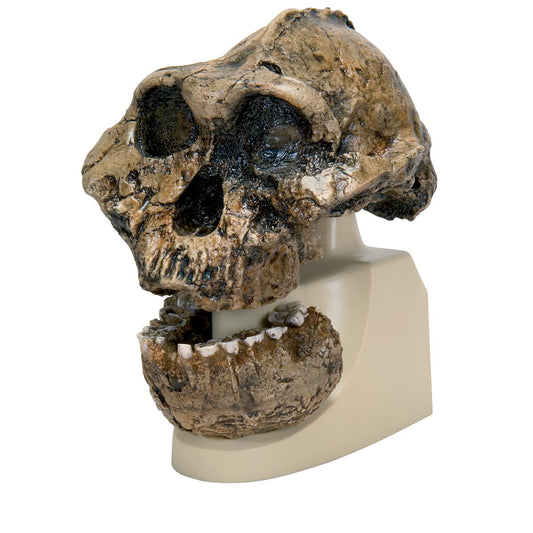 Australopithecus Oldoway Boisei Skull