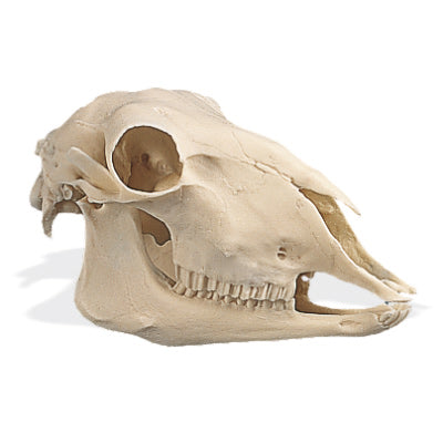 Sheep Skull (Ovis Aries)