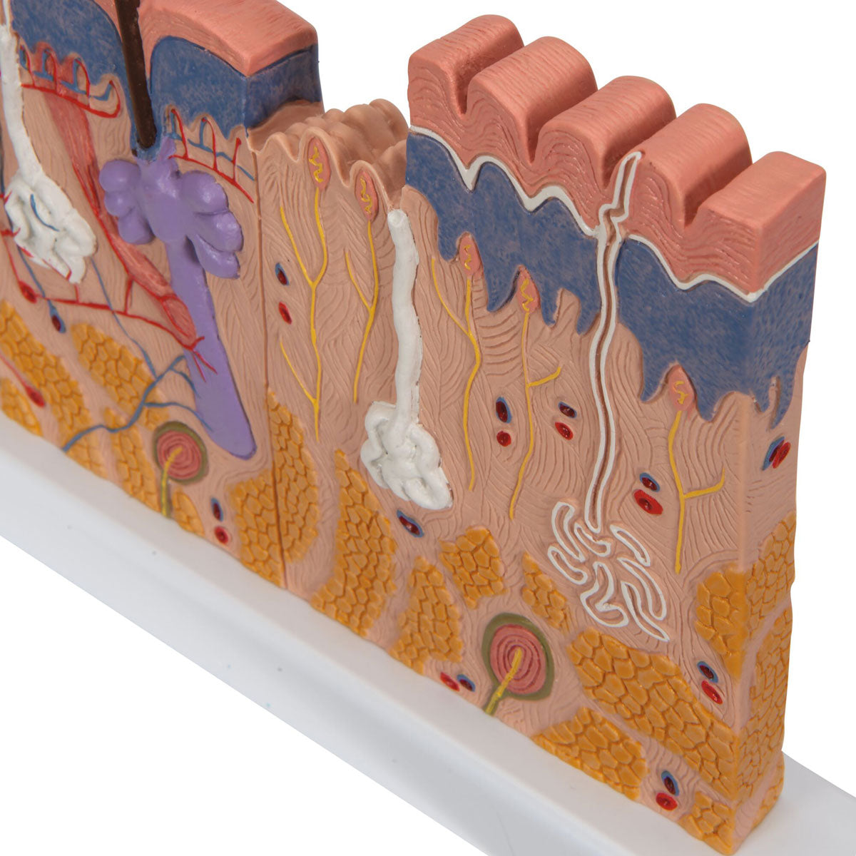 Skin Section Model 40x Mag.