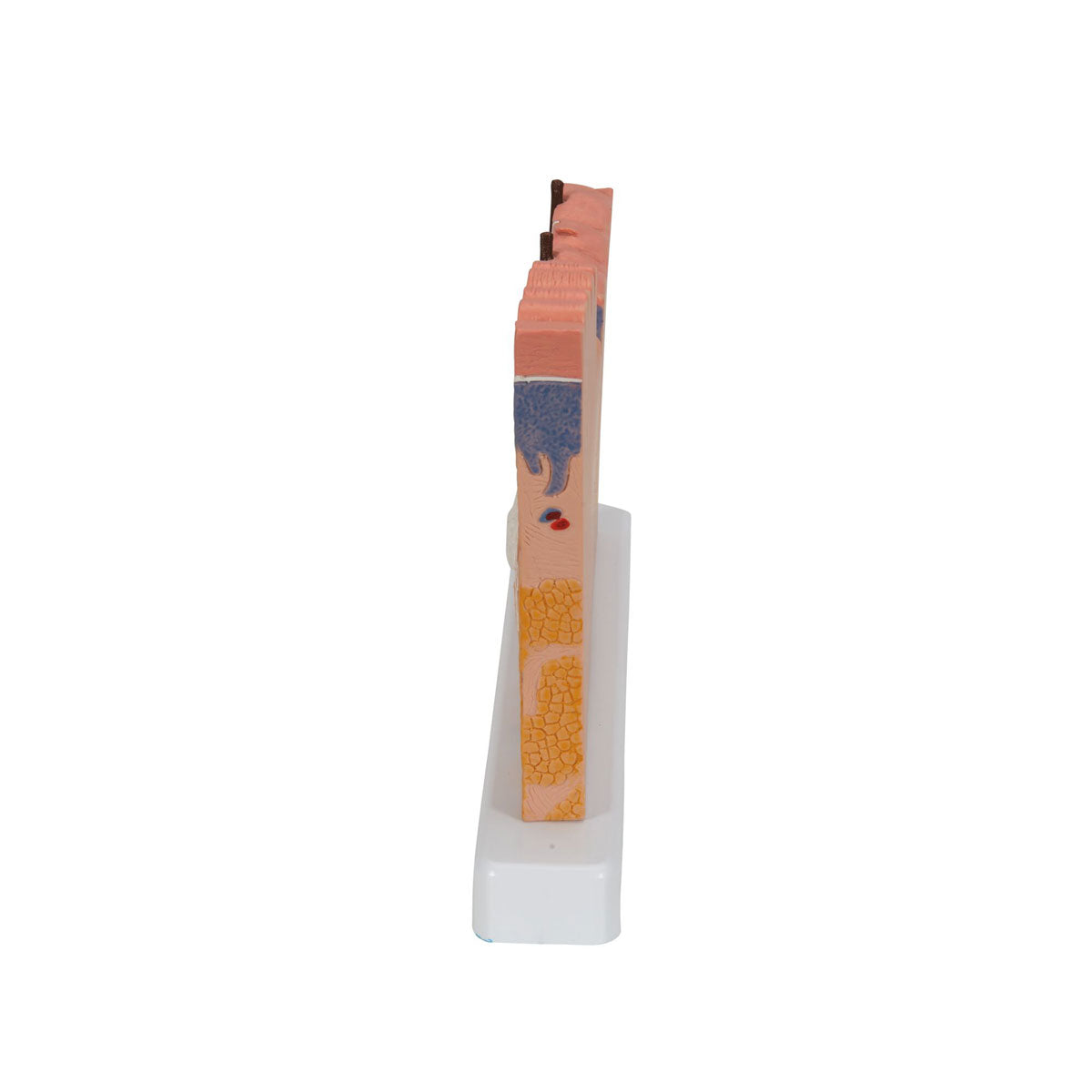 Skin Section Model 40x Mag.