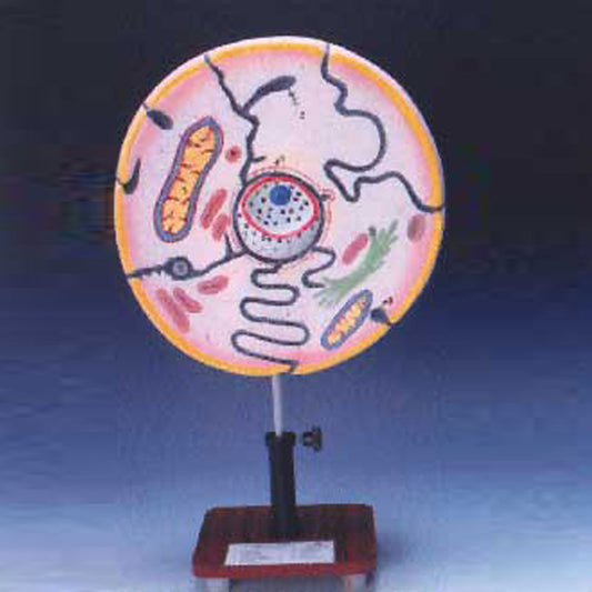 Typical Animal Cell Model