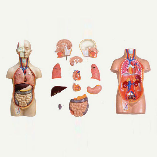 Torso Mini Economy12 Parts