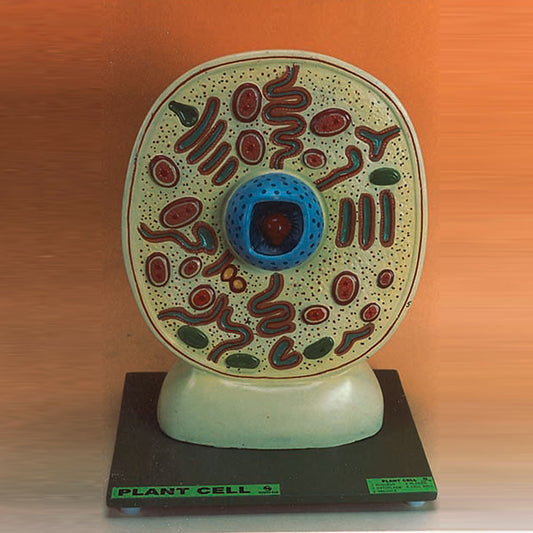 Typical Plant Cell