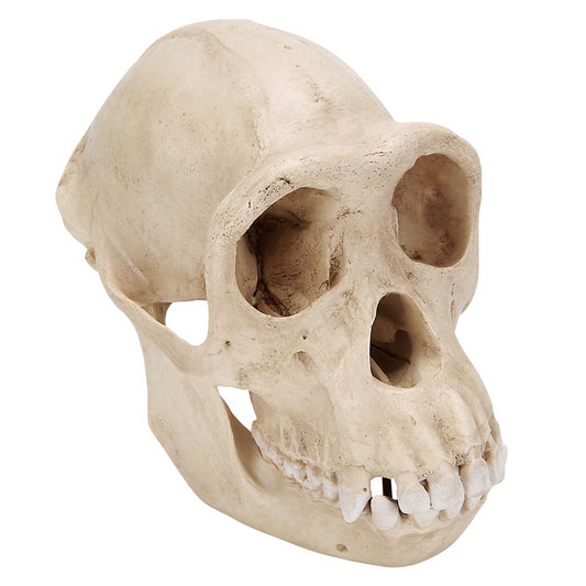 Chimpanzee Skull (Pan Troglodytes), Female